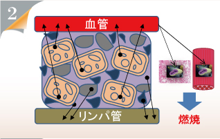 老廃物がリンパに流れる図